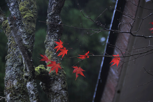 c0093046_747396.gif