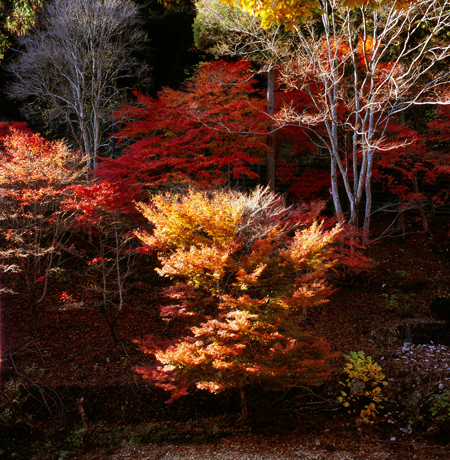 Autumnal tints_e0152750_19254210.jpg