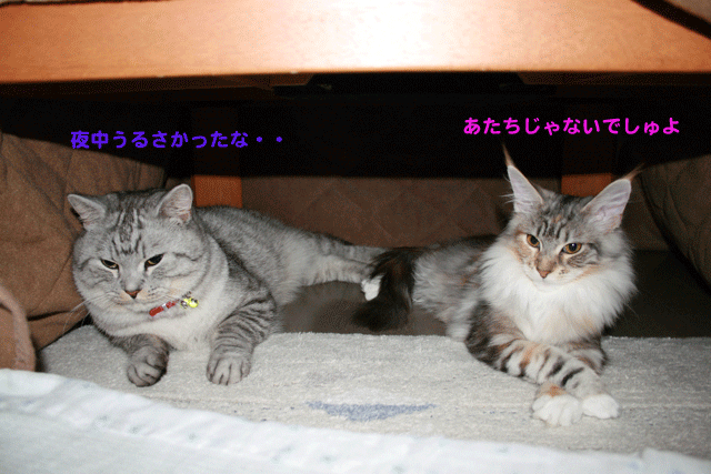 e0158561_2143489.gif