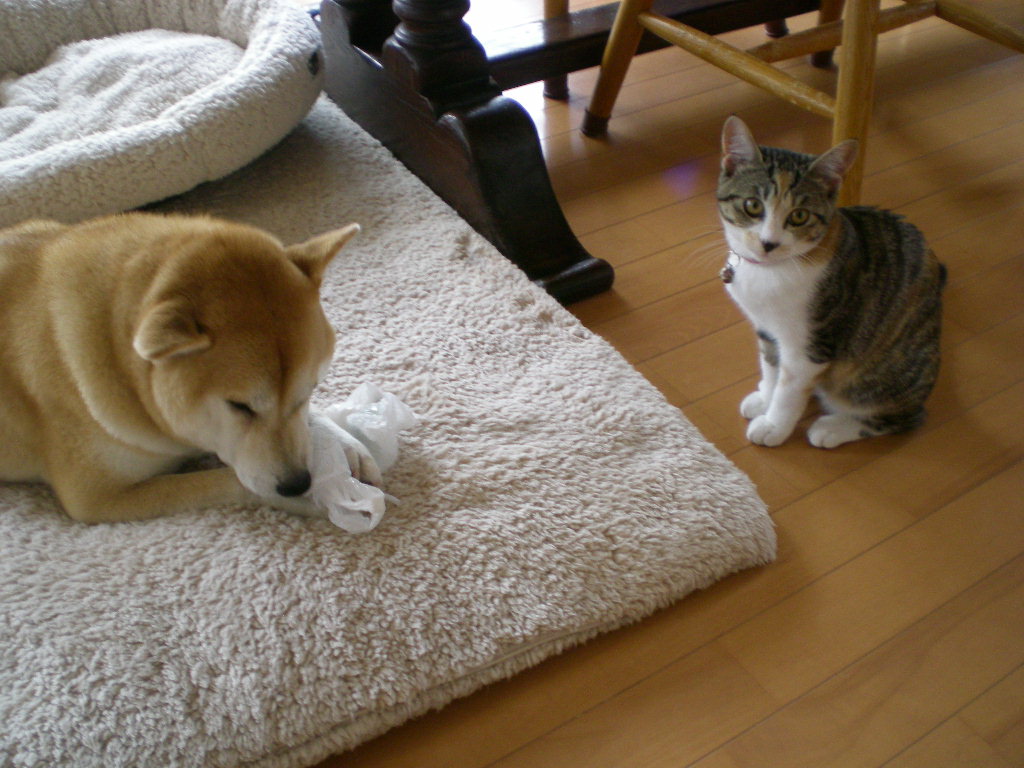 2008年12月9日(火)ベーグルパンのワンニャン!_f0060461_1417211.jpg