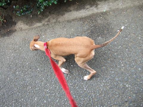 這いずる犬 上から篇 イタグレ オリーヴの日記 Olioliolins 這いずる犬 上から篇 イタグレ オリーヴの日記 Olioliolins