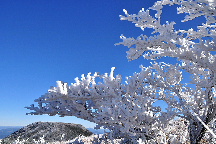 ２００８年１２月　樹氷の韓国岳周回①　～山頂まで～_e0013365_17504579.jpg