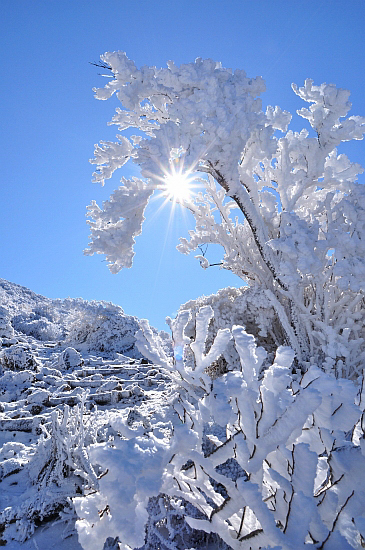 ２００８年１２月　樹氷の韓国岳周回①　～山頂まで～_e0013365_17564555.jpg