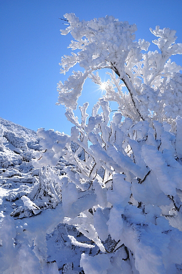 ２００８年１２月　樹氷の韓国岳周回①　～山頂まで～_e0013365_17565579.jpg