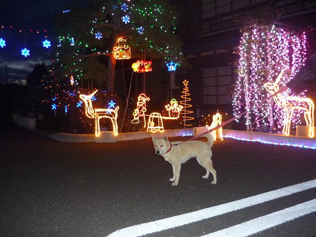 ポポ、今日も行こう！！サンタさん、トナカイさんに会いに～_e0139167_18135537.jpg