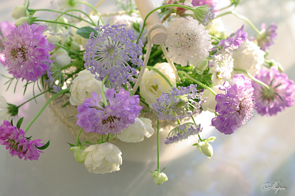 ブルーレースフラワーとスカビオサと 花日記