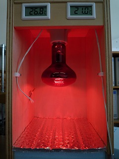 b0140276_8574920.jpg
