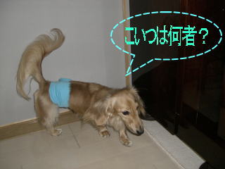 e0160280_107830.jpg