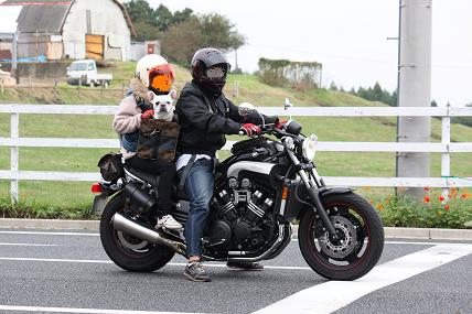 バイクに乗る犬 フレンチブル日和