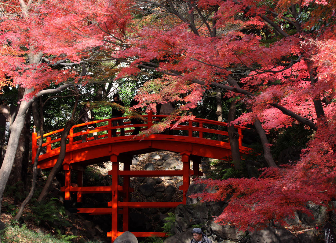 紅葉の渡月橋 小石川後楽園 12 6 気ままにphoto