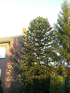 f0169885_5374127.jpg