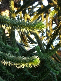 f0169885_538195.jpg