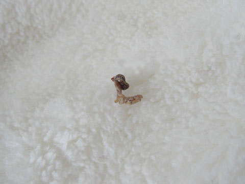 e0147291_134145.jpg