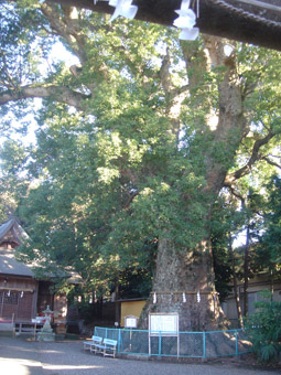 神社の大楠に圧倒される。_a0093595_21125374.jpg