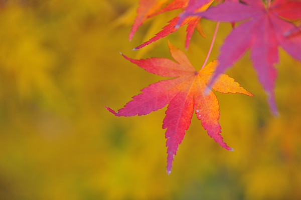 三溪園での紅葉鑑賞に大満足_b0082895_17475650.jpg