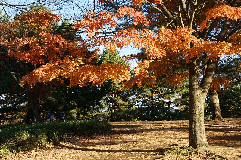 日曜日の公園_e0157999_22543292.jpg