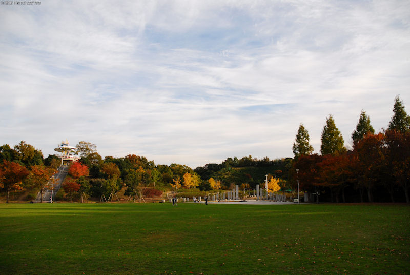 蜻蛉池公園に白鳥を見た part 4 ～大阪府岸和田市蜻蛉池公園～_d0085501_813410.jpg