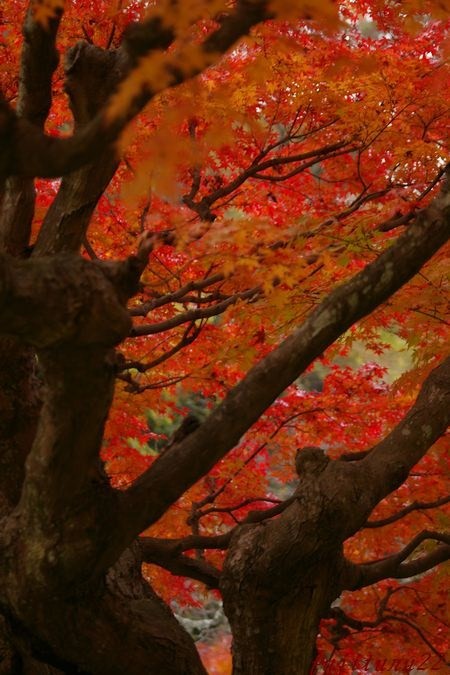 北鎌倉　東慶寺　２　そしてとあるところの紅葉_b0151409_22413594.jpg