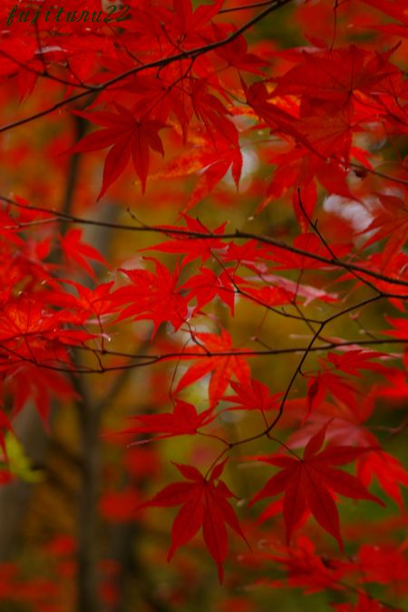 北鎌倉　東慶寺　２　そしてとあるところの紅葉_b0151409_22535573.jpg