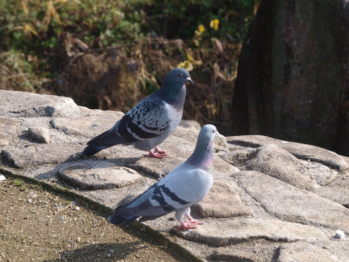 八幡川の鳥たち その1_c0116915_2375183.jpg