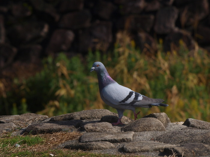 八幡川の鳥たち その1_c0116915_237854.jpg