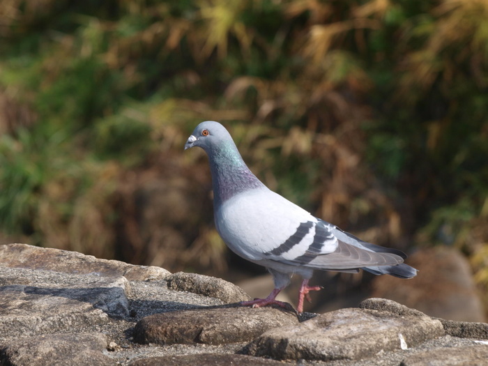 八幡川の鳥たち その1_c0116915_2391876.jpg