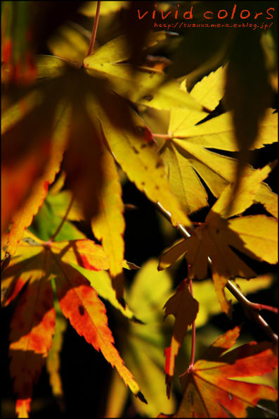vivid colors_f0100215_23482690.jpg