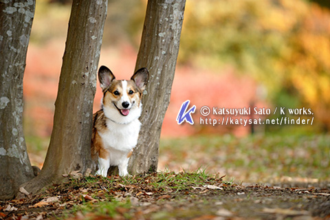 紅葉のサンプル写真が届きました~♪_f0155118_1194249.jpg