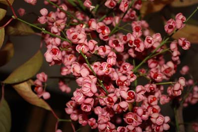 c0074553_21161387.jpg