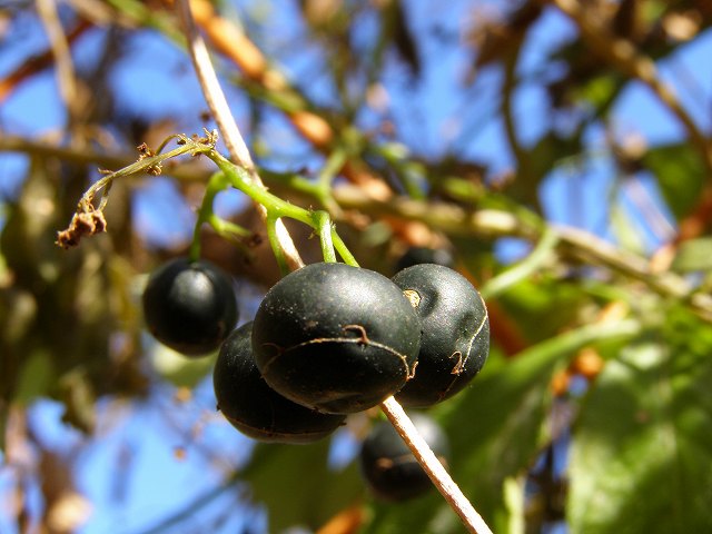 実です。ムクノキ　ツルマメ　スイカズラ　甘茶蔓　イヌマキ_a0018655_1736413.jpg