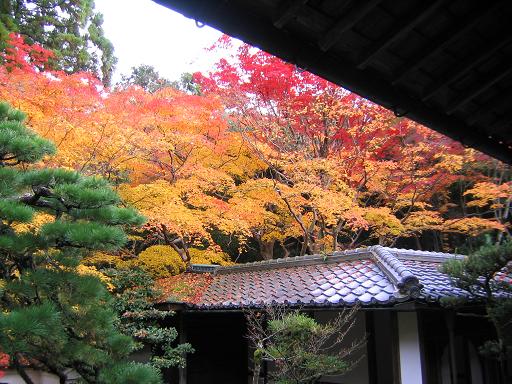 京都の紅葉_a0108356_817475.jpg