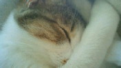 c0052756_21104854.jpg