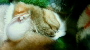 c0052756_21104874.jpg