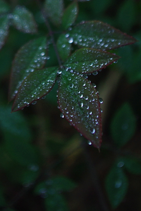 e0142357_21525592.jpg