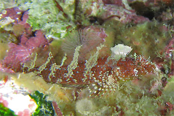 2008/12/09 Tue._e0158261_8361789.jpg