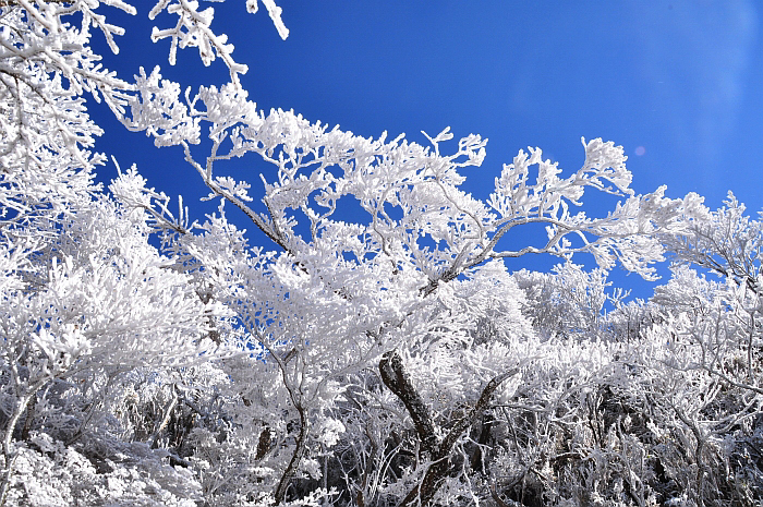 ２００８年１２月　樹氷の韓国岳周回③　～火口底・北峰～_e0013365_7165417.jpg