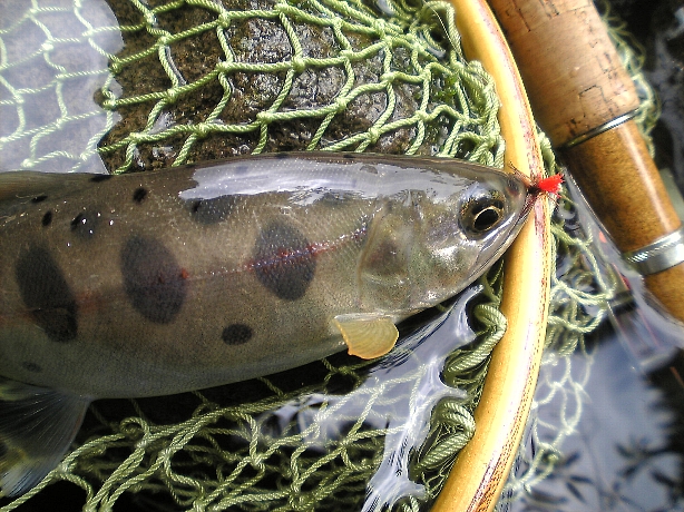 d0129886_19355921.jpg