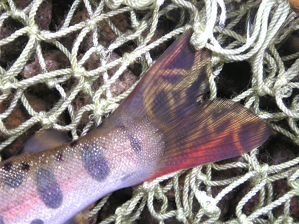 d0129886_19392719.jpg