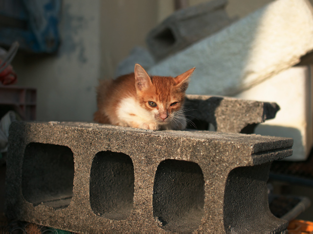 沖縄の風景　泊まった民宿は猫だらけ_f0024992_1051016.jpg