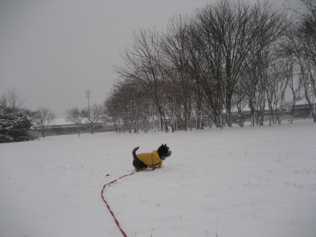 初・雪のお散歩♪_d0009101_18482926.jpg