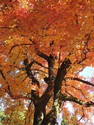 紅葉の植物園　ふう（楓）染まる_e0048413_21154040.jpg