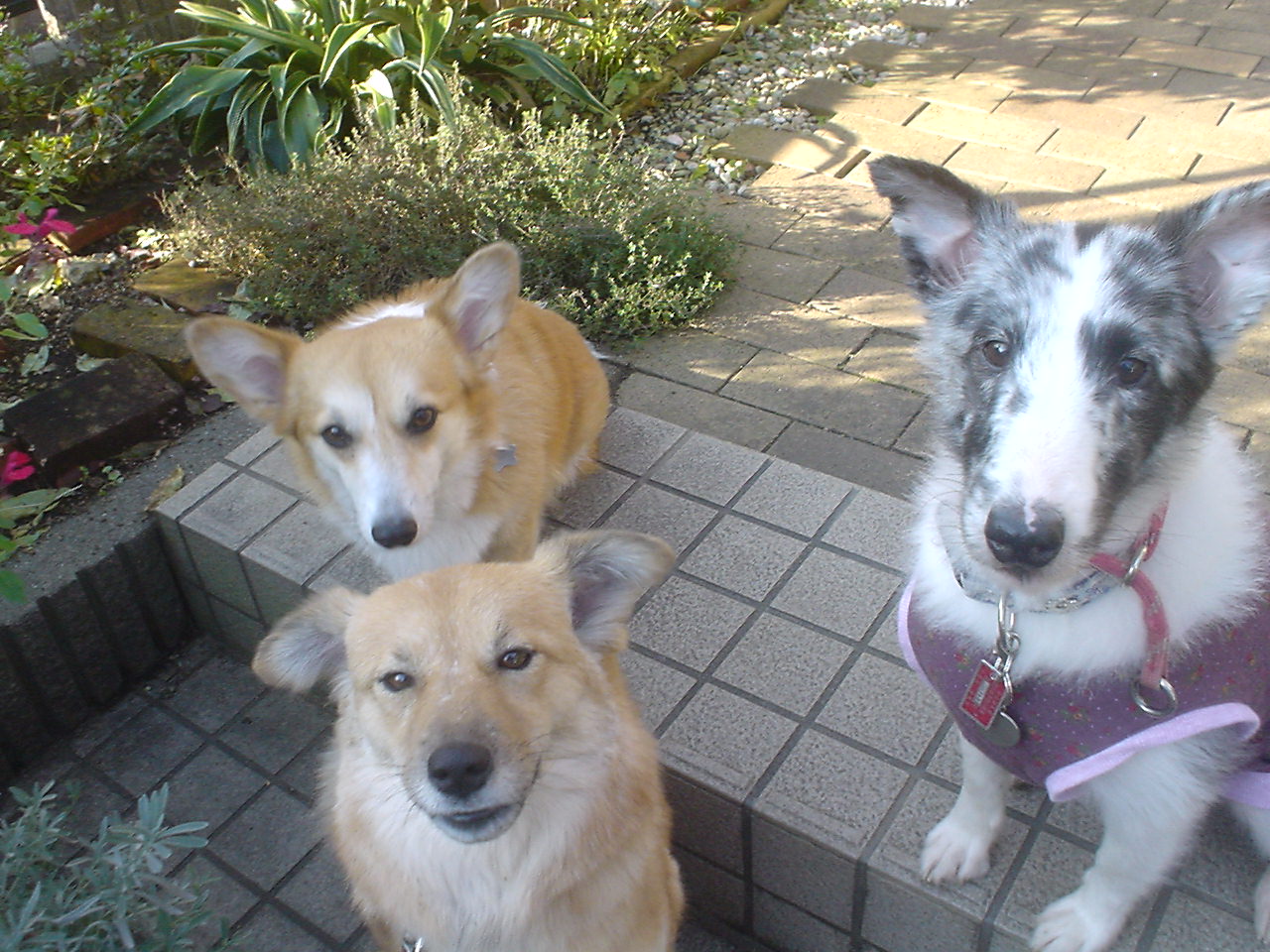 c0150520_1132962.jpg
