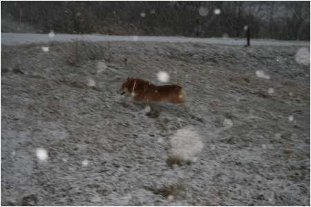 雪が降ってきました。_e0077528_18292934.jpg