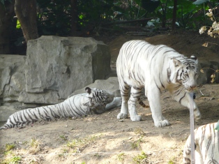 c0012532_1432073.jpg