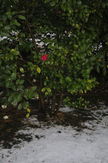 c0093046_23324082.gif