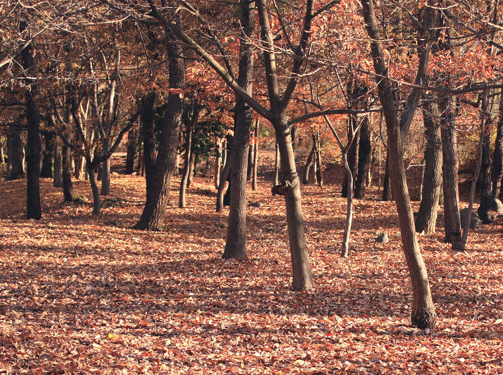 e0163149_11461318.jpg