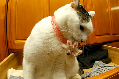 タンス7段ジャンプ!_a0028451_1314436.jpg