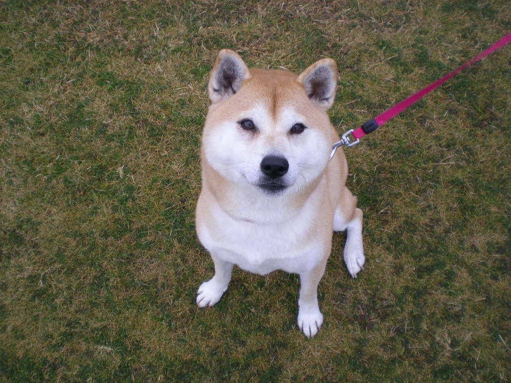 2008年12月11日(木)今日も一緒?_f0060461_115328.jpg
