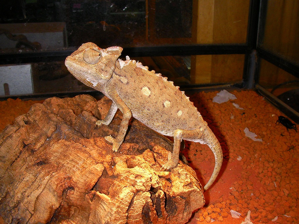 Reptiles From Namib 名東ペポニスタッフブログ