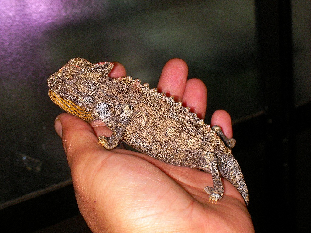 Reptiles From Namib 名東ペポニスタッフブログ